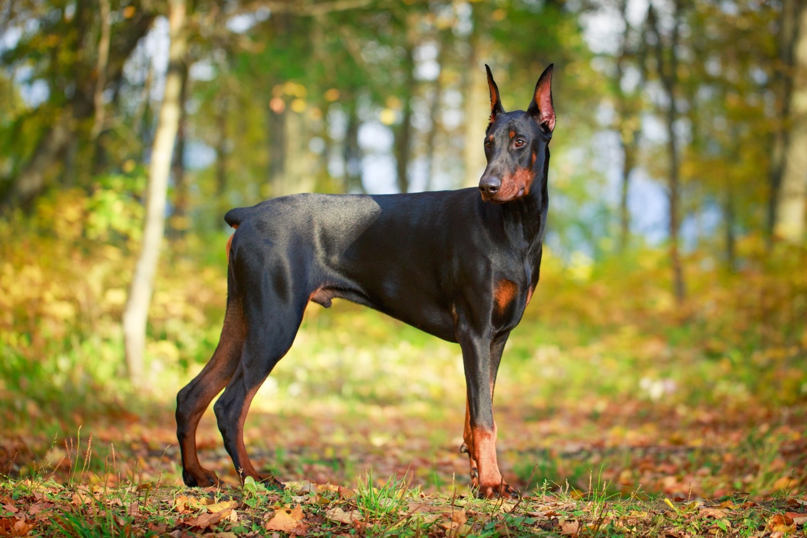 Quiz Questions With Answers Beginning With D Dobermann dog