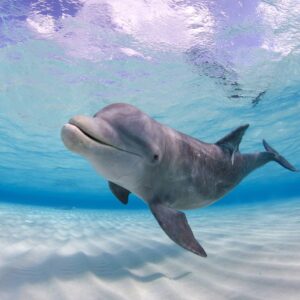 Mermaid Trivia Quiz Dolphin
