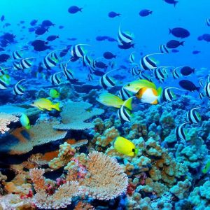 Spirit Animal Travel Quiz The Great Barrier Reef (Australia)