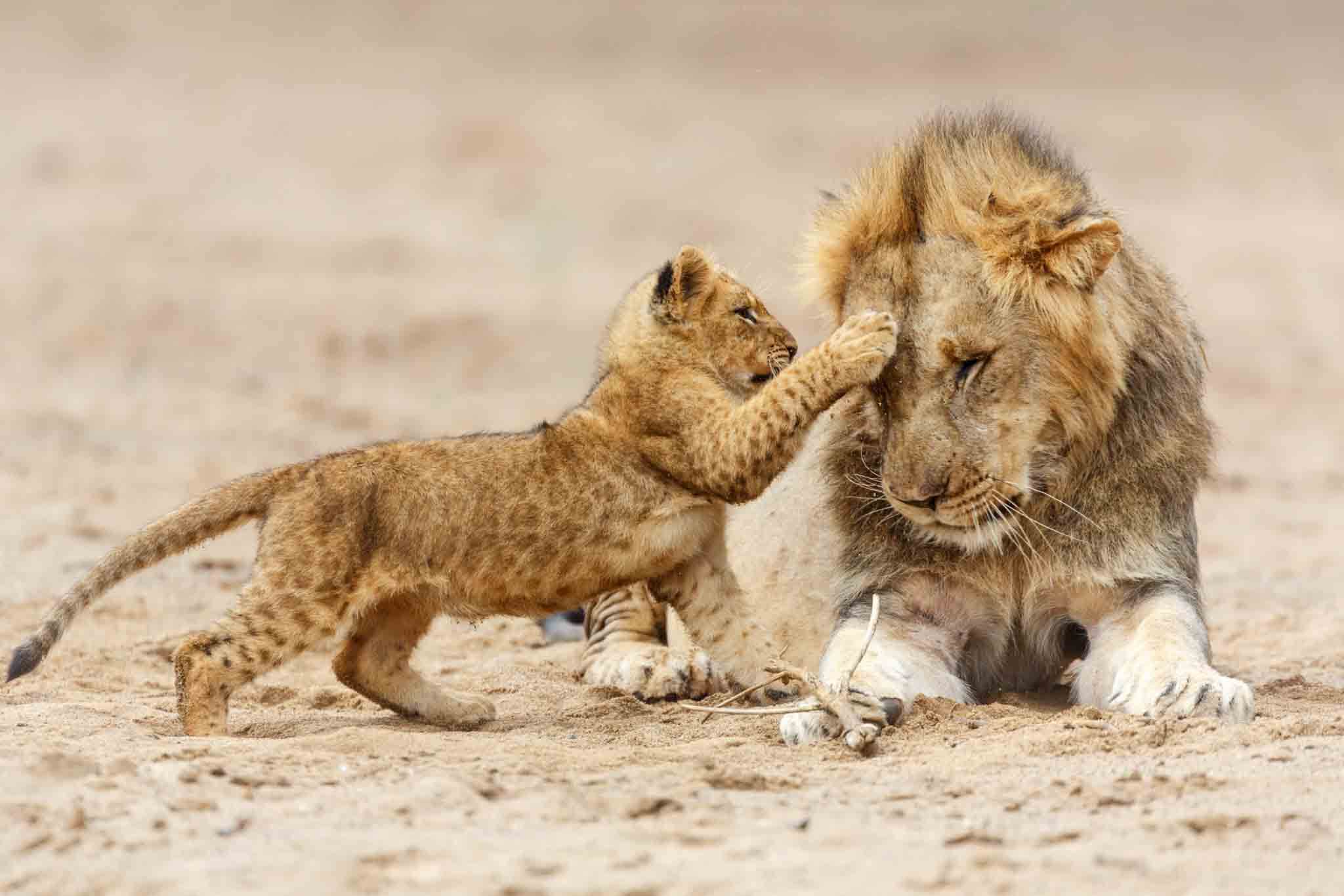 Countries Of The World Quiz Lion and cub at Serengeti National Park, Tanzania