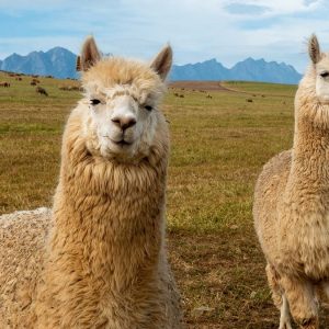 What Continent Should I Live In? Llama