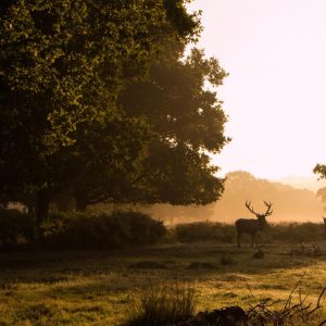 Plan a Trip to London If You Want to Know When You’ll Meet Your Soulmate ❤️ Richmond Park