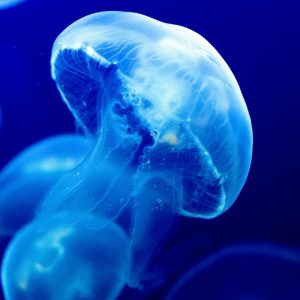 Red Trivia Quiz Jellyfish