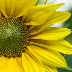 50 States Quiz Sunflower