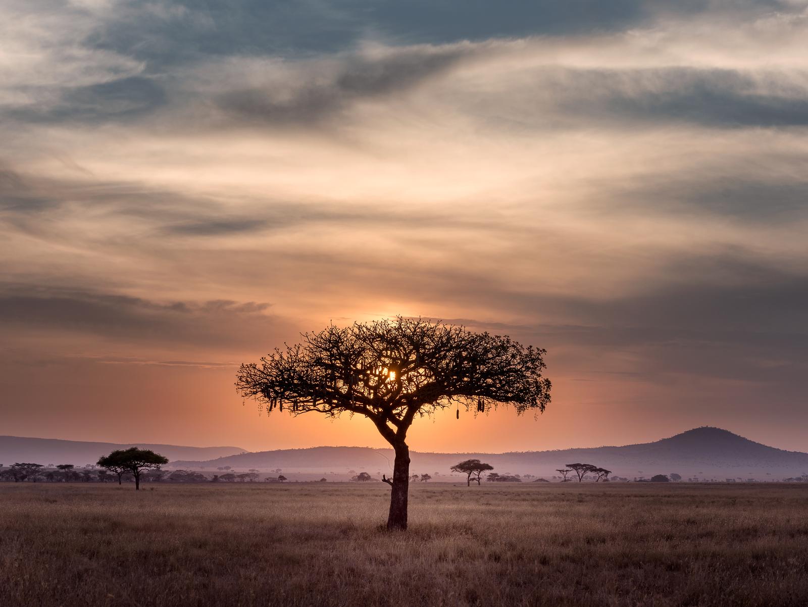 Curate Your Ultimate Travel Wish List ✈️ Covering the Entire Alphabet and We’ll Reveal If You’re Left- Or Right-Brained Serengeti National Park, Tanzania